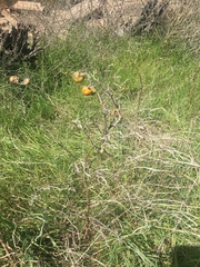 Solanum elaeagnifolium