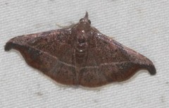 Corgatha ancistrodes