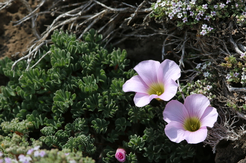 Image of Scurvygrass Woodsorrel (Oxalis enneaphylla) by (c) Matias Cabezas, some rights reserved (CC BY)