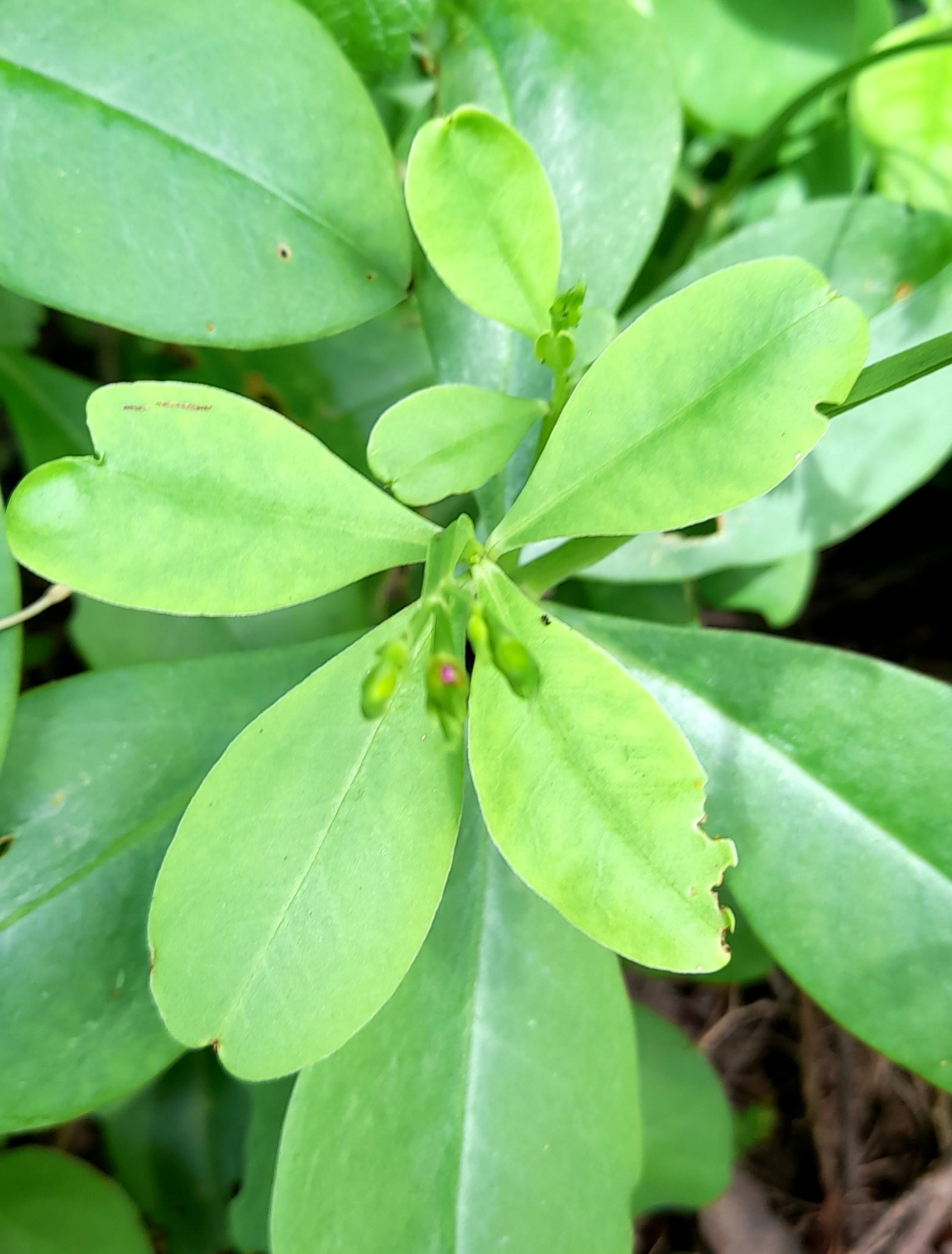 Imagem de Bredo-de-jardim