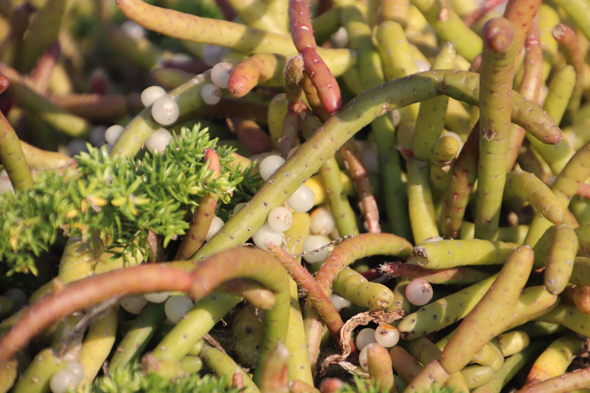 Rhipsalis baccifera ssp. mauritiana