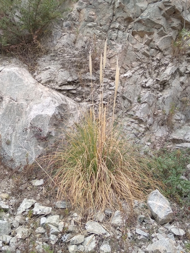 Foto de Capim-dos-pampas