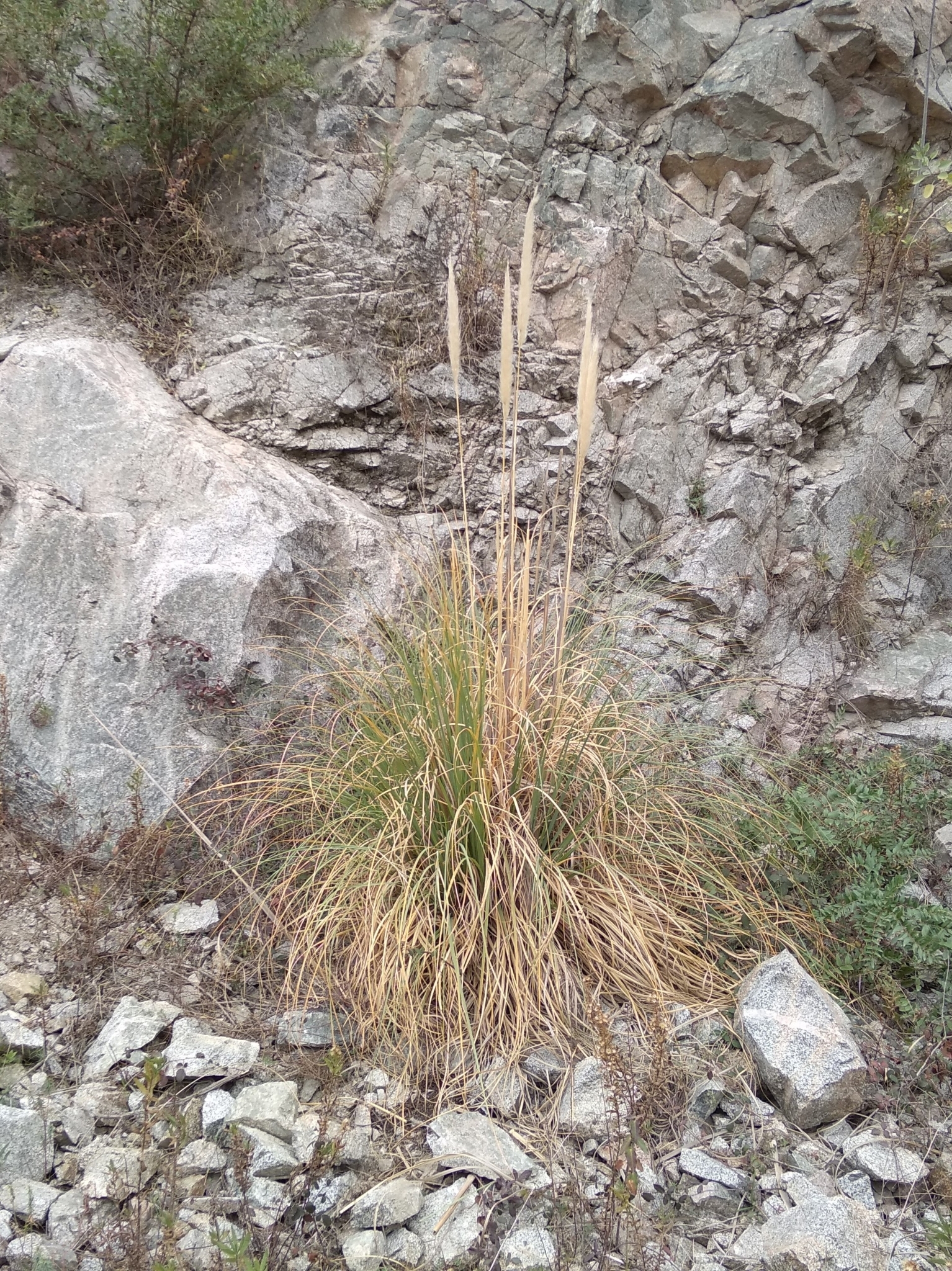 Imagem de Capim-dos-pampas