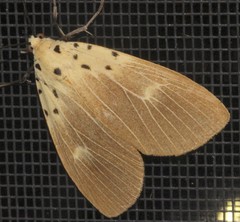 Asota iodamia