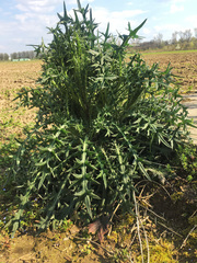 Cirsium vulgare