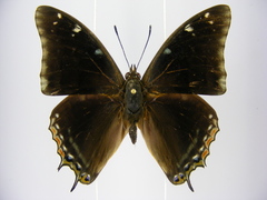 Charaxes viola picta