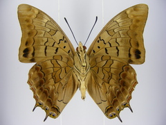 Charaxes viola picta