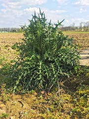 Cirsium vulgare