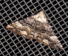 Aporoctena scierodes