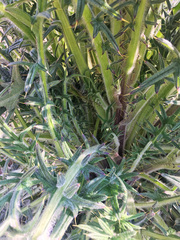 Cirsium vulgare