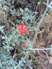 Silene laciniata laciniata
