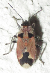 Melanotelus villosulus