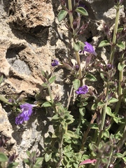 Hedeoma nana