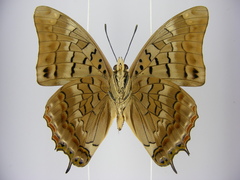 Charaxes viola picta