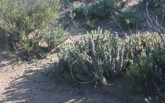 Quaqua mammillaris
