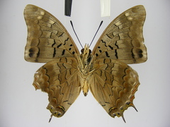 Charaxes viola picta