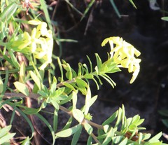 Lasiosiphon triplinervis