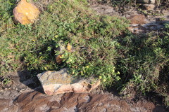 Lasiosiphon triplinervis