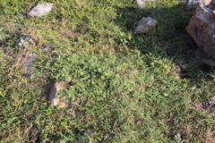 Lasiosiphon triplinervis