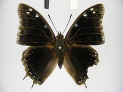 Charaxes viola picta