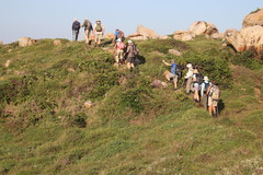 Lasiosiphon triplinervis