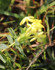 Lasiosiphon triplinervis