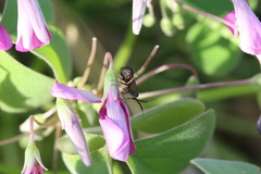 Adela australis