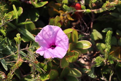 Ipomoea ficifolia