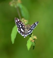 Spialia