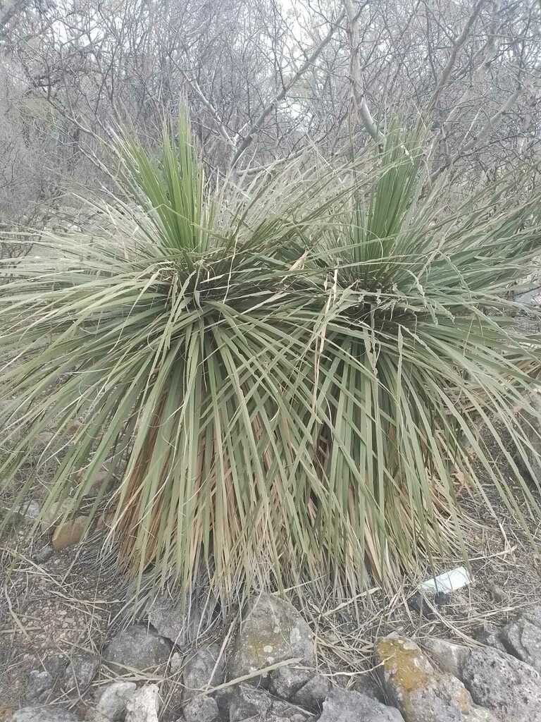Foto de Sotol