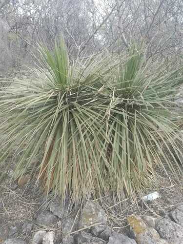 Sotol