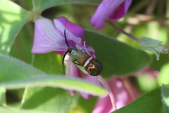 Adela australis