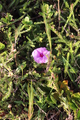 Ipomoea ficifolia