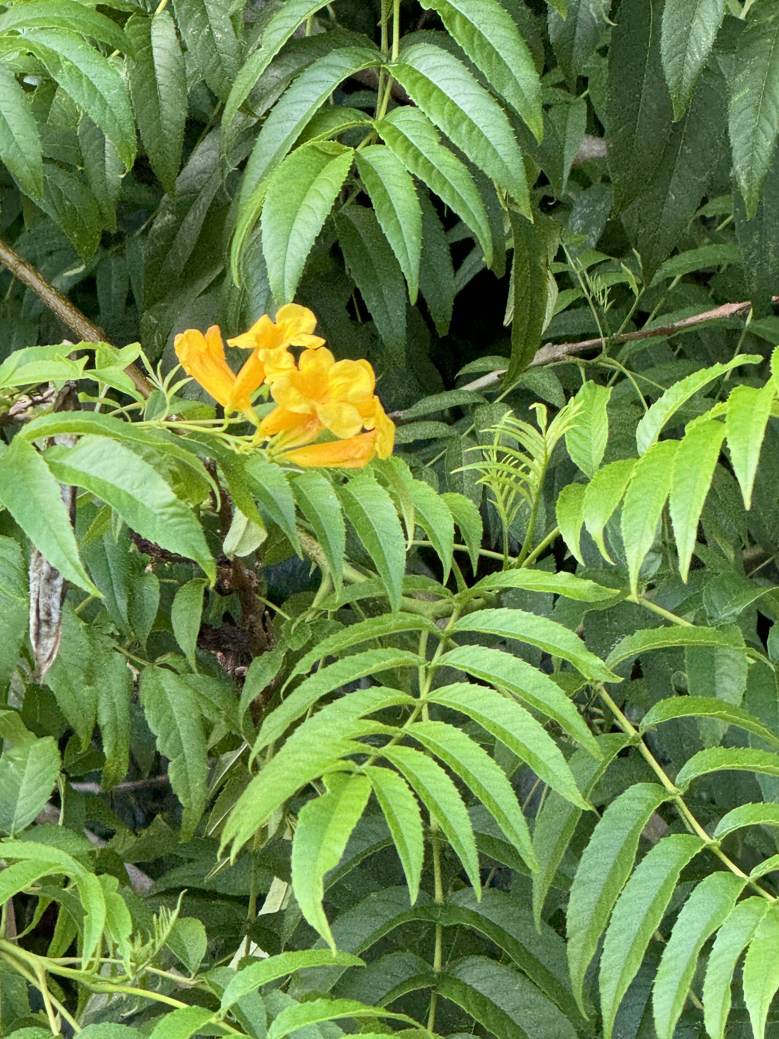 Imagem de Ipê-de-jardim