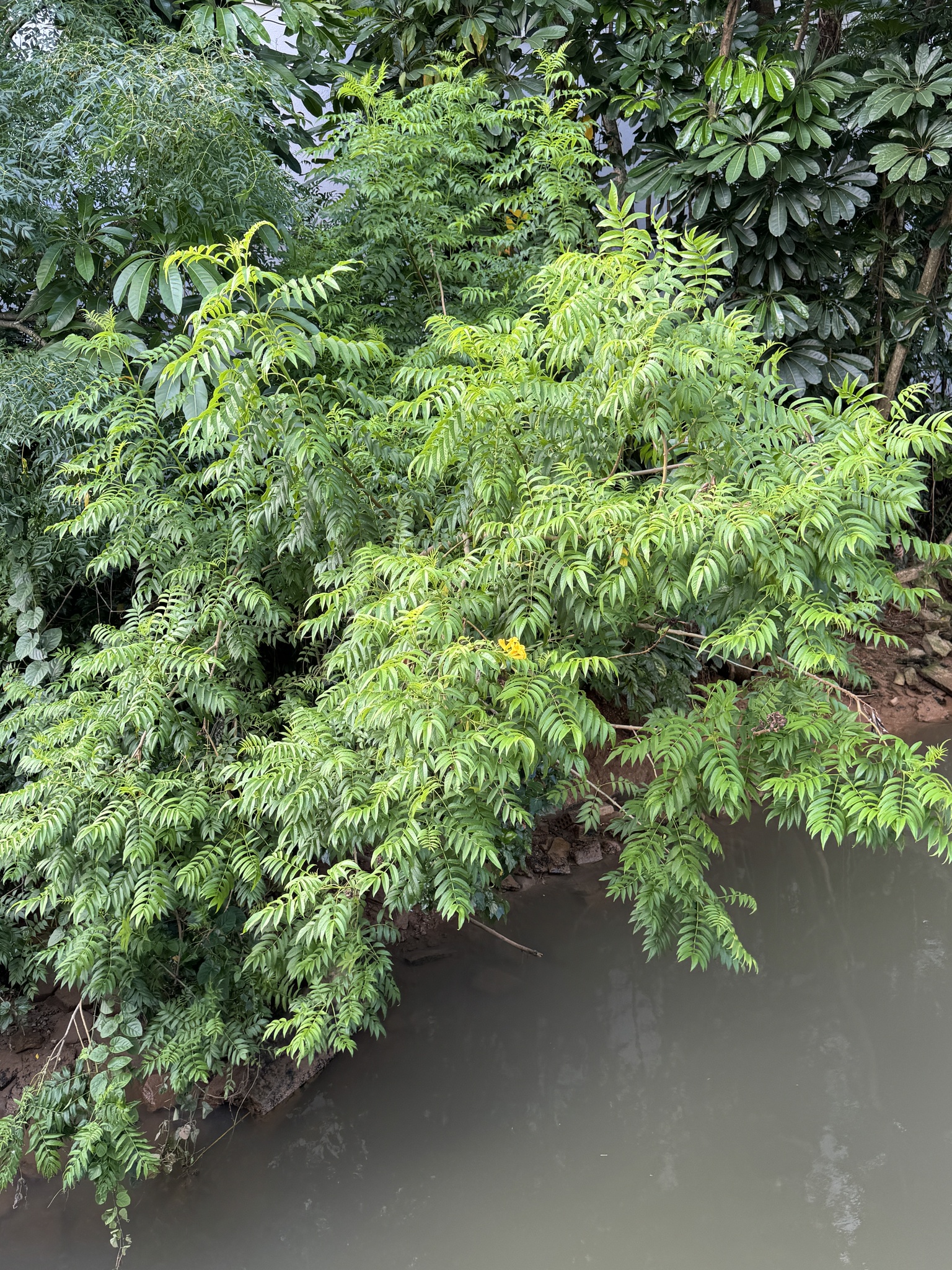 Imagem de Ipê-de-jardim