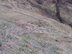 Marmota marmota