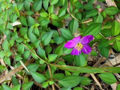 Heterotis rotundifolia