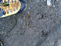 Marmota marmota