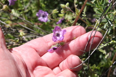 Pholistoma auritum auritum