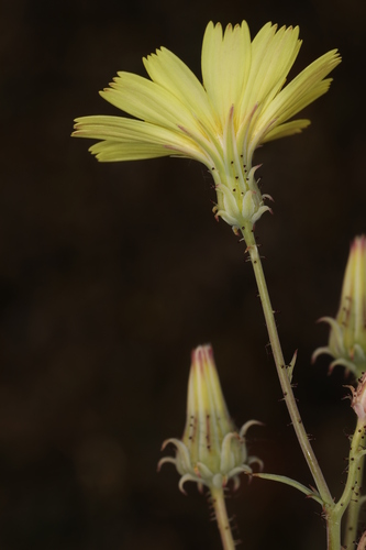 Image of Calycoseris parryi by (c) Steve Matson, some rights reserved (CC BY)