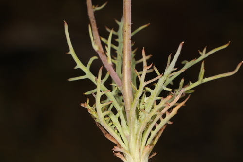 Image of Calycoseris parryi by (c) Steve Matson, some rights reserved (CC BY)