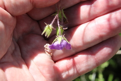 Pholistoma auritum auritum