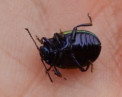Chrysolina auripennis