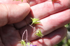 Pholistoma auritum auritum