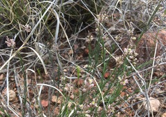 Polygala scoparioides