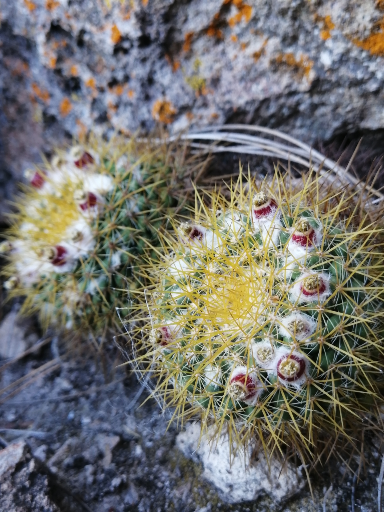 Mammillaria canelensis  iNaturalist