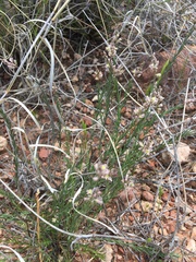 Polygala scoparioides