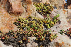 Crassula perfoliata