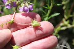 Pholistoma auritum auritum