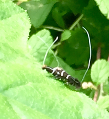 Adela septentrionella